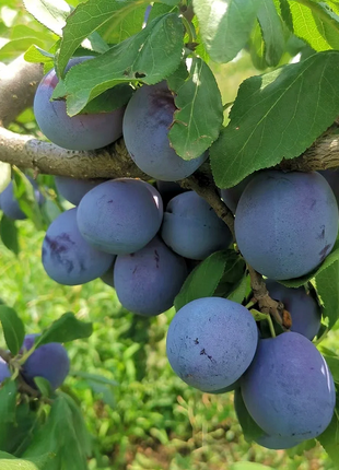 Blue Honey Prune Seeds