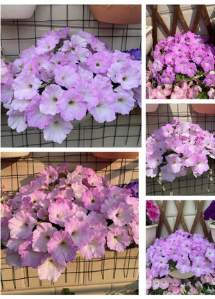 🌸The Latest Petunia Varieties In 2024