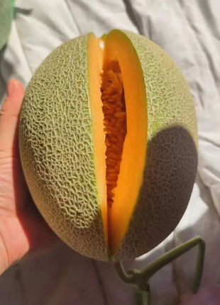 Reticulated Cantaloupe Seeds