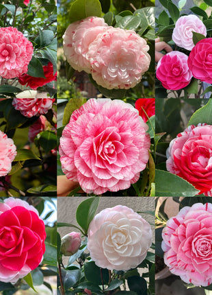 Five-color Red Camellia