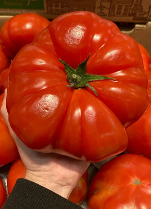 GIANT DELICIOUS TOMATO / UP TO 2KG
