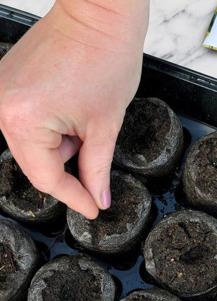 50Pcs Painted Daisy Seeds, Single Mixed Colors