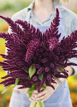 🌾Amaranthus Seeds