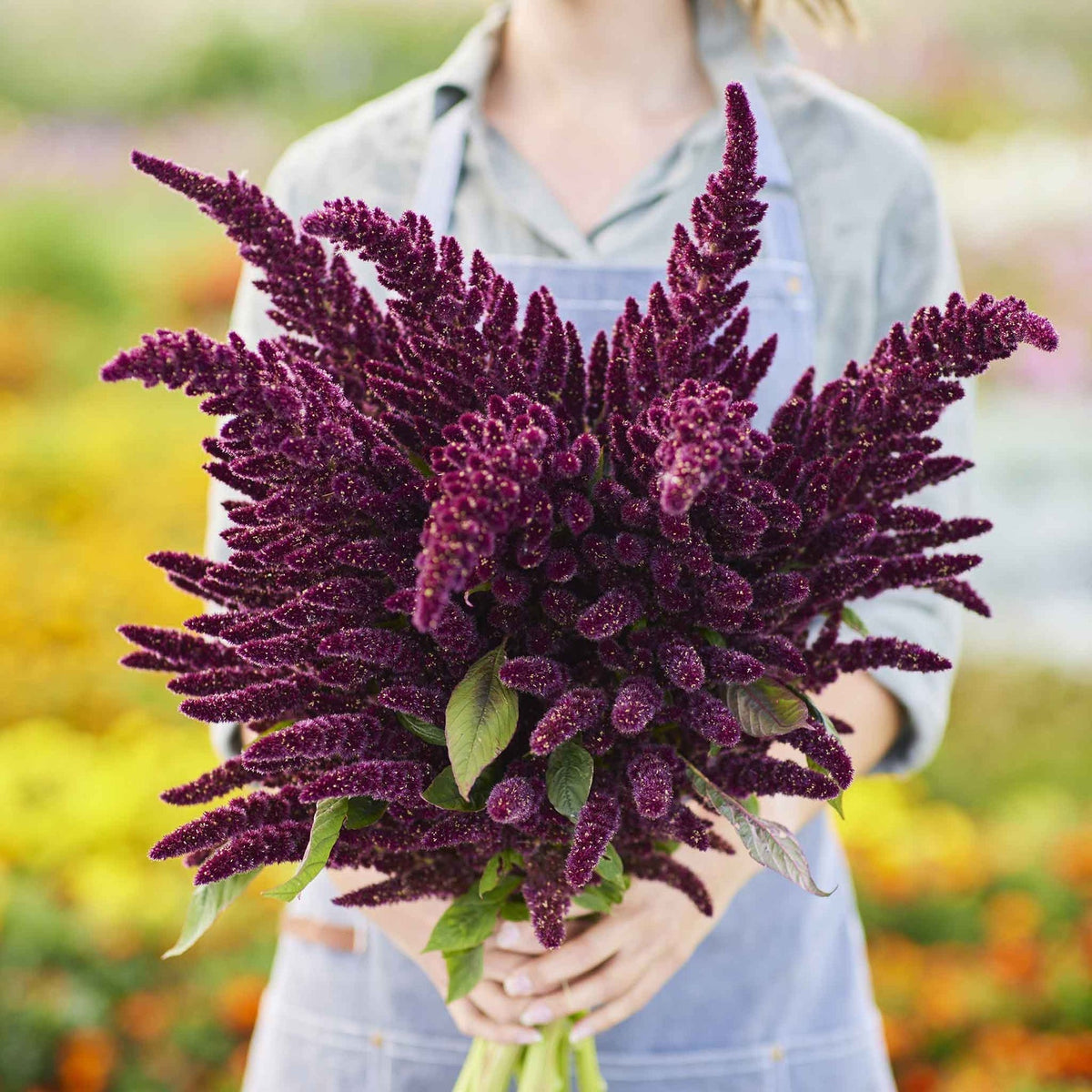 🌾Amaranthus Seeds