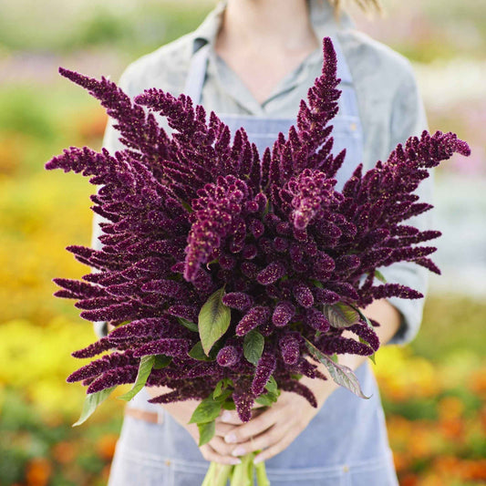 🌾Amaranthus Seeds