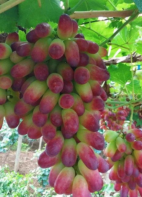 Beauty Finger Grape Seeds