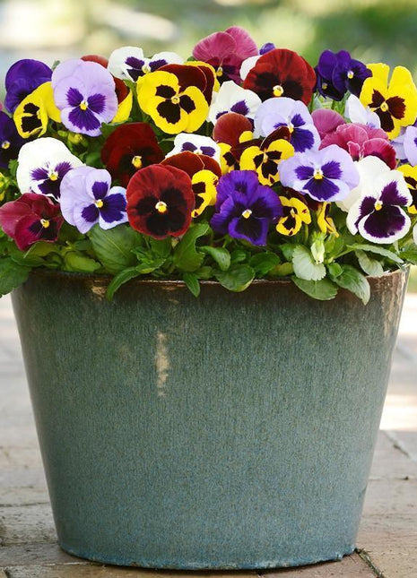 Viola Sorbet XP Autumn Select Mix F1