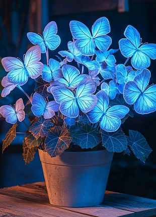 Begonia 'Moonlight Butterfly' 🦋