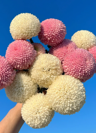🏵️Colorful Ping Pong Chrysanthemum Seeds