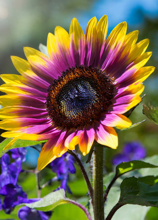 Purple Heart Sunflower Seeds