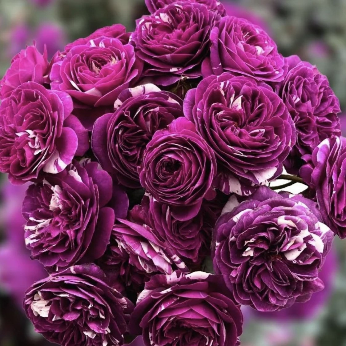Rose  Scented Jewel