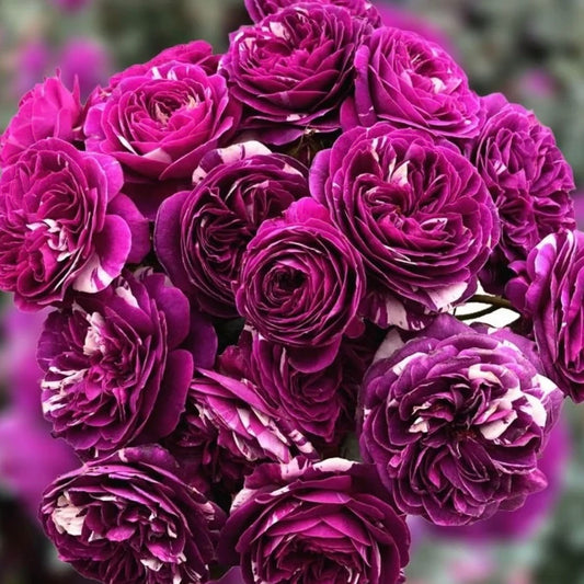 Rose  Scented Jewel