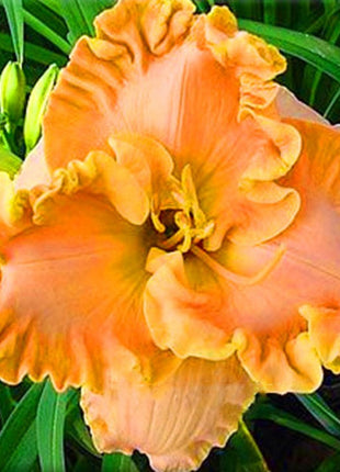 Daylily Hybrid Flowers Seed