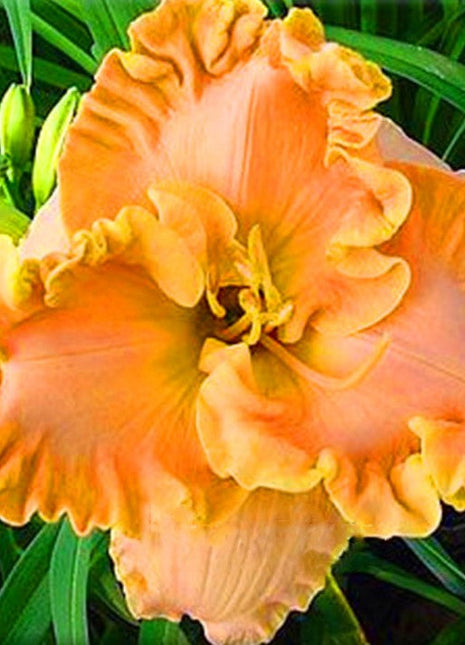 Daylily Hybrid Flowers Seed