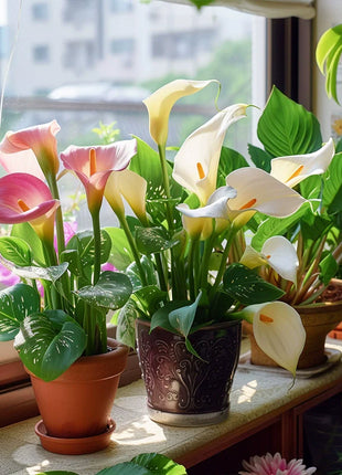 Calla Lily Seeds - Mixed - Beautiful Flowers Planting