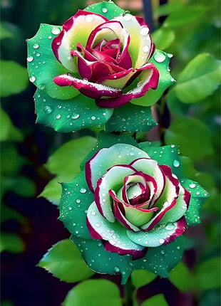 Ruby Green Twin Roses