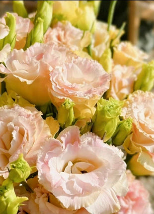 Eustoma-Ice cream Curls-Graceful Elegance in Every Petal