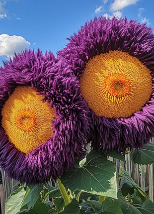 Giant Teddy Bear Sunflower Seeds