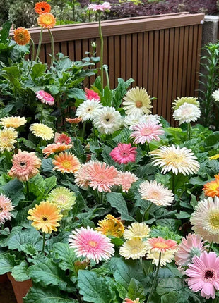 Mixed Gerbera Flower Seeds