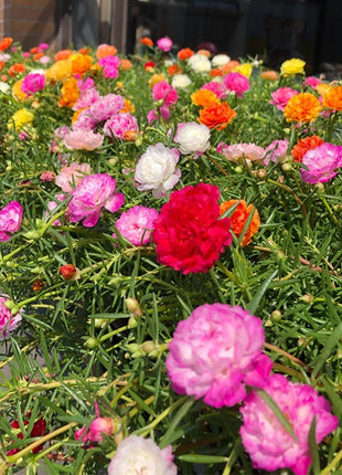 💙Muti-color Portulaca Flower Seeds