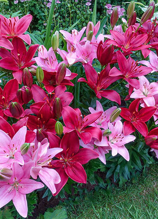 Trailblazer Carpet Border Lily Mixture