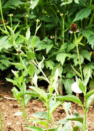 WESTERN CONEFLOWER Rudbeckia Occidentalis Green Wizard aka Rayless Naked Chocolate Black Flower Herb Seeds
