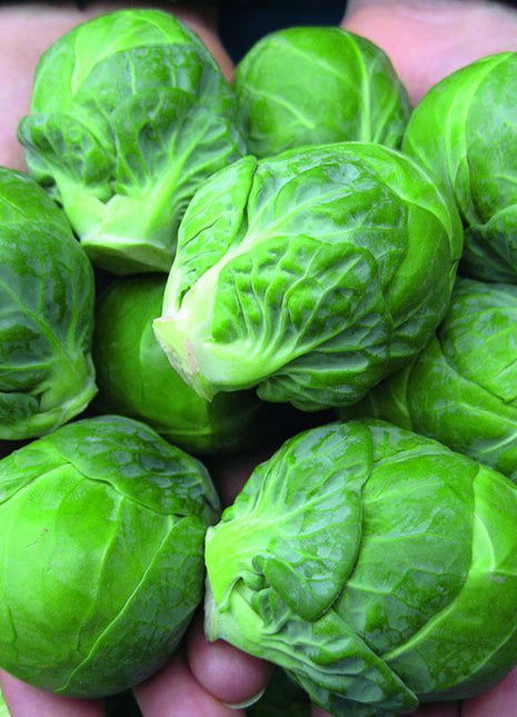 Brussels Sprouts Marte F1