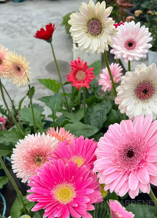 Mixed Gerbera Flower Seeds