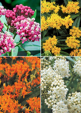 Asclepias Collection