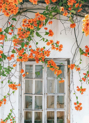 🧡Campsis Creeper - The First Choice In Summer