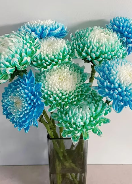 Anna Chrysanthemum Seeds