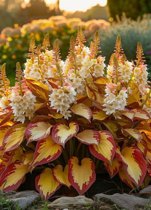 🔥Premium Rare Hosta Seeds🌿Shade-Tolerant Plant