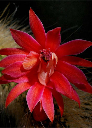 50Pcs Hildewintera Colademononis * Stunning Monkey Tail Cactus