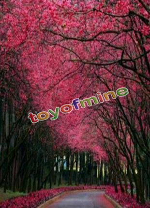 20PCS Cherry Bonsai Bonsai Tree Japanese New Blossoms Sakura seeds Flower Seeds