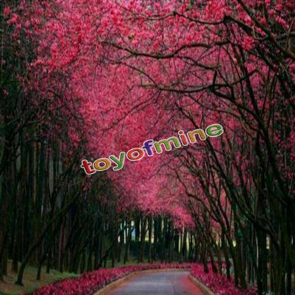 20PCS Cherry Bonsai Bonsai Tree Japanese New Blossoms Sakura seeds Flower Seeds