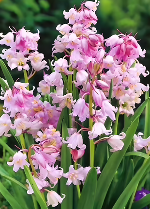 🧚‍♂️🔔Bluebells – The Fairies' Lucky Bells