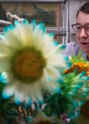 Blue Lace Sunflower Seeds