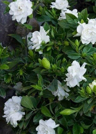 Cape Jasmine Seeds