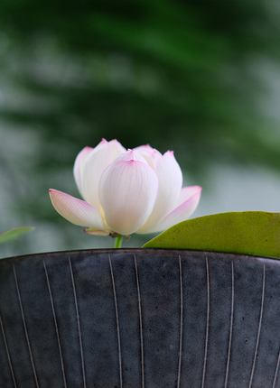 Bowl Lotus: Embracing Zen through Blossoms