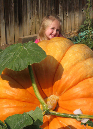 Giant Pumpkin Seeds