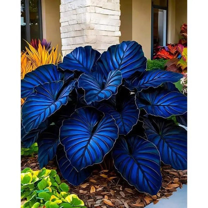 800Pcs Mixed Hosta Seeds for Planting – Rare Color Varieties, Shade-Loving Perennials for Garden and Landscaping