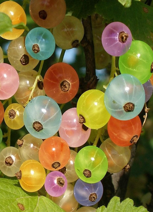 Rainbow Color Cape Gooseberry Seeds