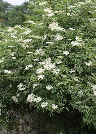 Egrow 50Pcs,100 Pcs/Pack Elderberry Seeds Green Polygonum Japonicum Seed Garden Decoration