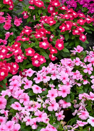 🌸Periwinkle—Blooms All Year Round