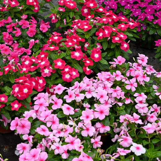 🌸Periwinkle—Blooms All Year Round