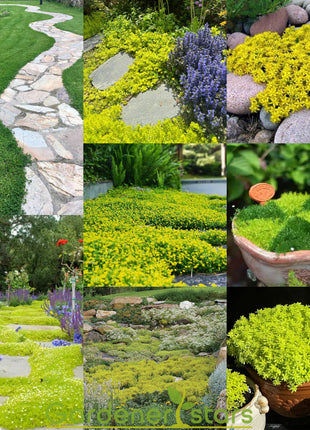 🌺Popular Groundcover Flowering Seeds🌈Colourful Carpet