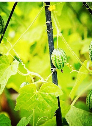 RARE SEEDS THUMB WATERMELON SEEDS