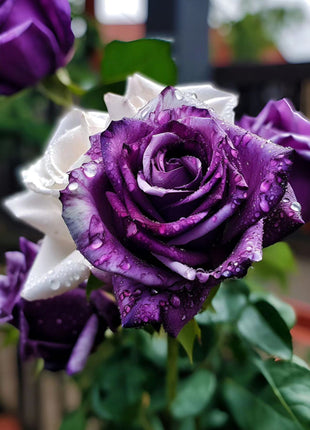 Rare Purple and White Twin Roses