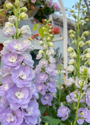🌼Big Flower Delphinium Seeds