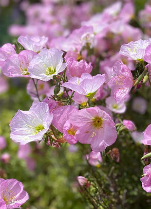 Evening Primrose Seeds